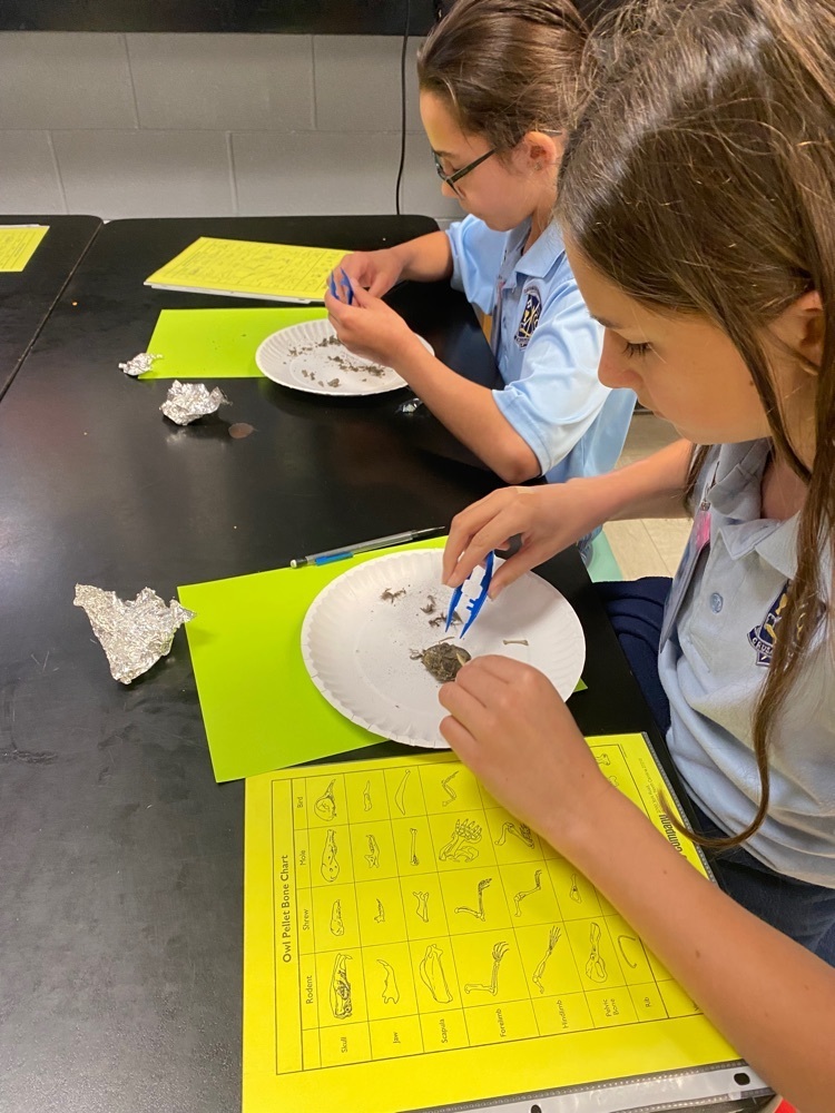 Dissecting Owl Pellets!