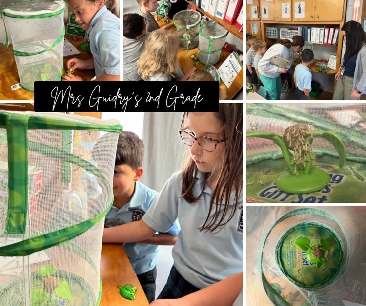 Mrs. Guidry’s 2nd graders watched their praying mantis emerge from the ootheca! Then, they invited our kindergartners and 1st graders to join in the fun! 